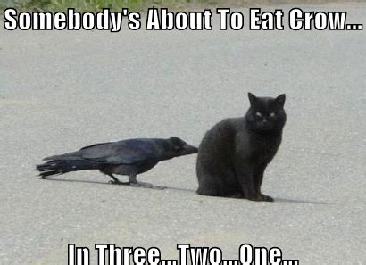 somebodys-about-to-eat-crow | Funny animals, Funny animal memes, Cats