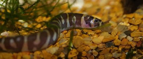 Kuhli Loach Fish Care Guide: Fact Sheet, Breeding, Behavior