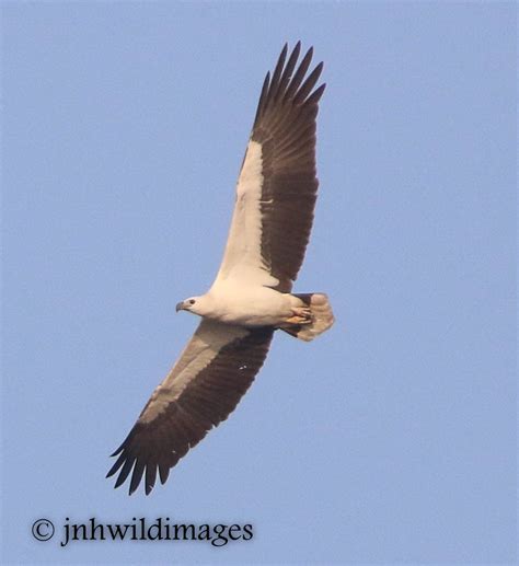 White Bellied Sea Eagle – Jon Hardacre Nature Photography