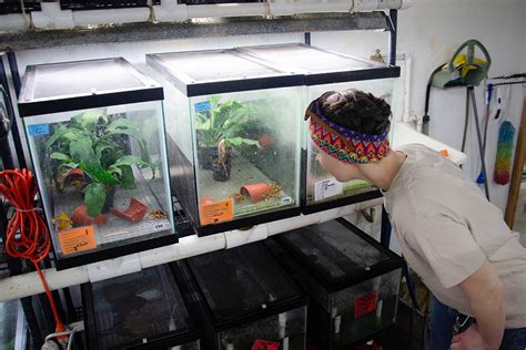 Panamanian Golden Frog Conservation at The Maryland Zoo