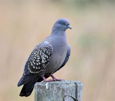 pomba-do-orvalho (Patagioenas maculosa) | WikiAves - A Enciclopédia das ...