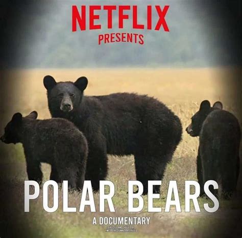 Netflix Polar Bears Documentary | Netflix | Know Your Meme