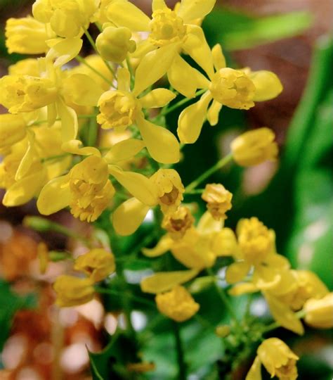 Oregon Grape Flower Essence | 3 Flowers Healing