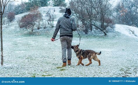 German Shepherd Puppy Walked Stock Image - Image of nature, portrait: 108068777