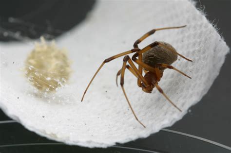 female brown widow spider with egg : Biological Science Picture Directory – Pulpbits.net