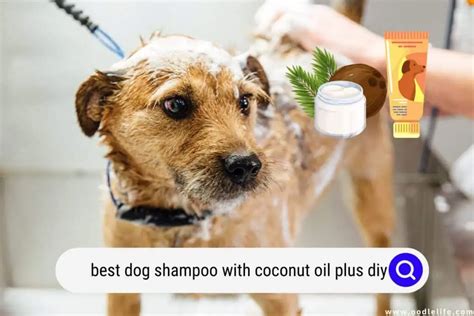 The Best Dog Shampoo With Coconut Oil (DIY?) (2024) - Oodle Life