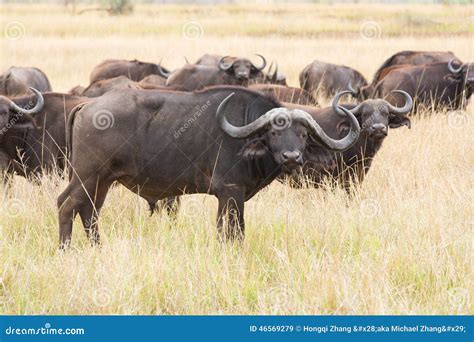 African buffalo herd stock image. Image of leader, wild - 46569279