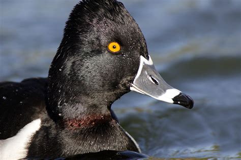 Bird Friends of San Diego - RingNeckedDuck