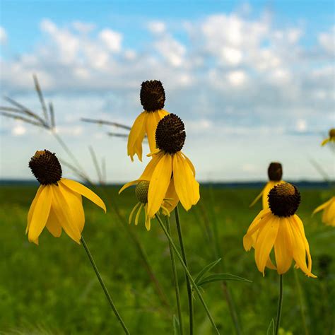 Ratibida Pinnata Seeds | Yellow Coneflower Seeds