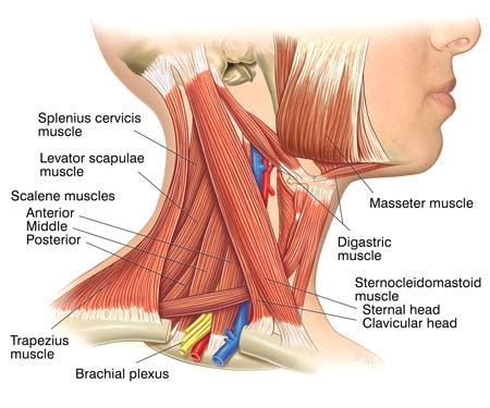 Neck Pain - Causes and Informations - Your Health