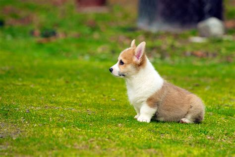 Corgi Puppies 83 | Flickr - Photo Sharing!