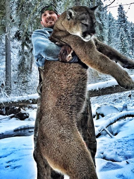 Cougar Hunt in Canada - HuntingAgent.com