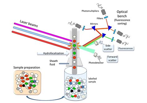 facs flow cytometry protocol - Most Personal Website Image Library