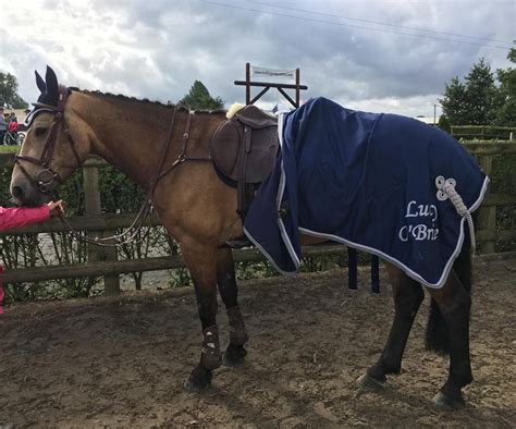 150cm Connemara Jumping Pony – Nagero Irish Sport Horses