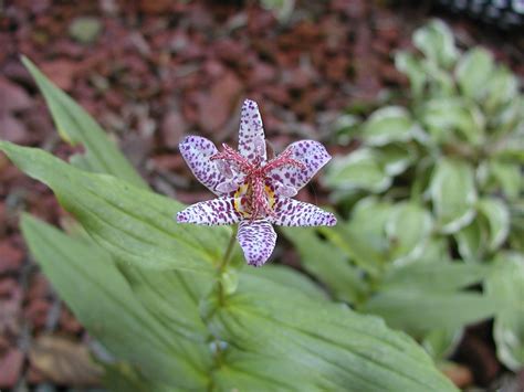 Toad Lily: They are perennial herbaceous plants that grow naturally at the edge of forests. They ...