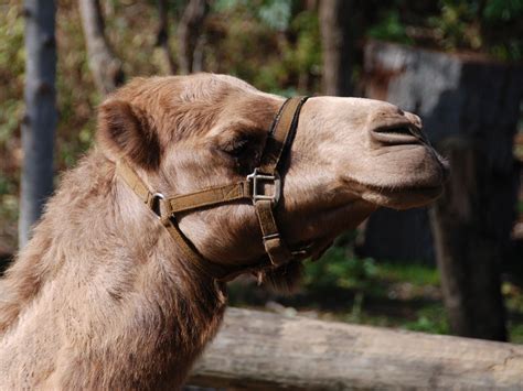 The Online Zoo - Dromedary Camel