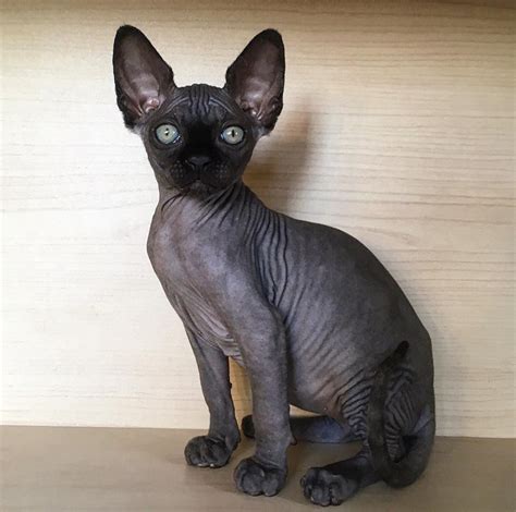 Black Sphynx Kitten | 8 Great Different Sphynx Cat Colors...