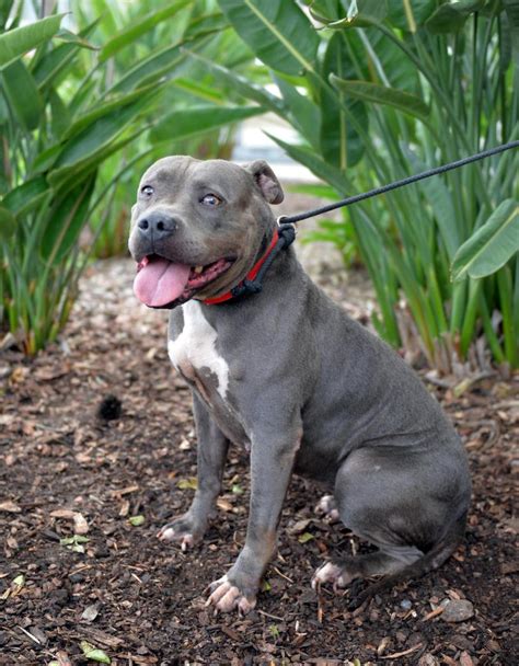 Pet of the Week: Jubilee, a female American pit bull terrier mix ...