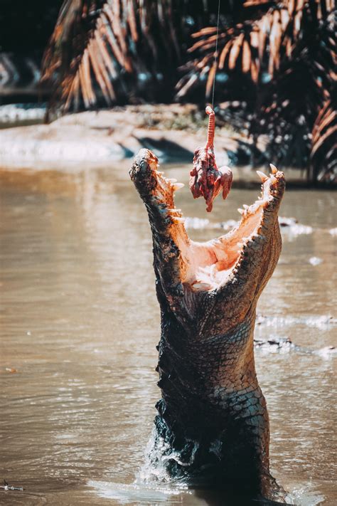 Crocodile Feeding Sarawak Malaysia (Photo credit to Deva Darshan) (With images) | Sarawak ...