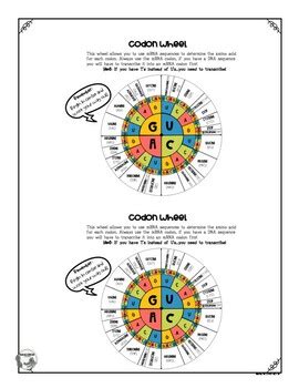 Codon Chart & Wheel by Biogator Science | TPT