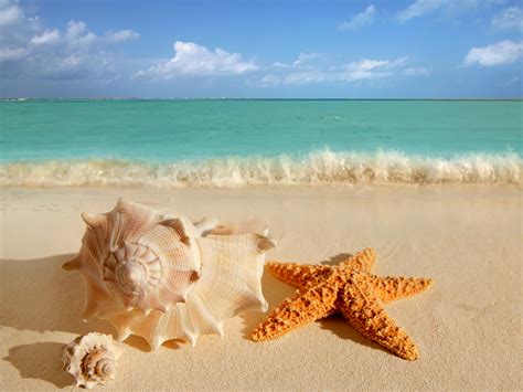 Starfish on Beach, Ocean Starfish On Beach, #26296