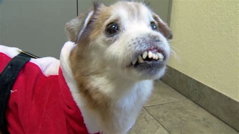 Dog born without nose hopes to find forever home in Florida - ABC11 ...