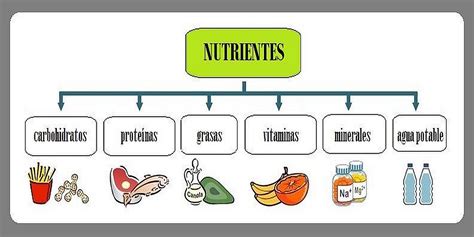 ventaja Problema Locomotora tipos de nutrientes y su funcion nuez sufrimiento Directamente