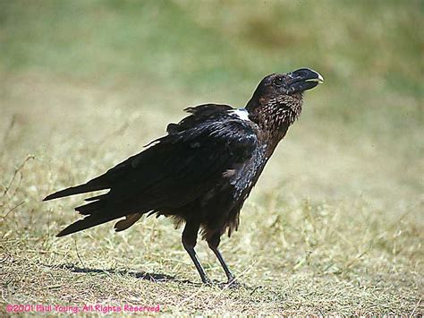 White-necked raven - Wikipedia