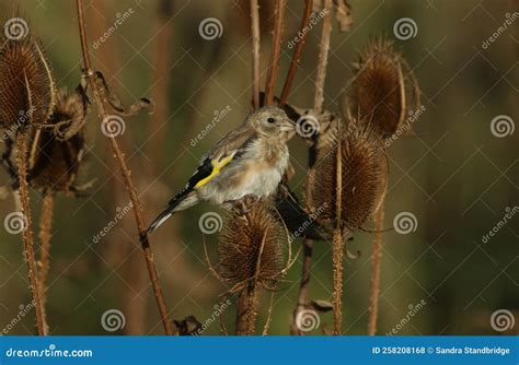 A Juvenile Goldfinch, Carduelis Carduelis, Feeding on the Seeds of a ...