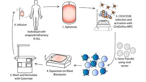 Car T Cell Production