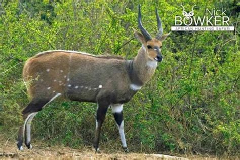 Bushbuck Hunting in South Africa (Includes Video)