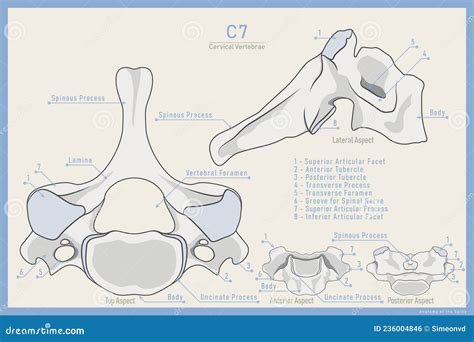 Prominens Cartoons, Illustrations & Vector Stock Images - 8 Pictures to ...