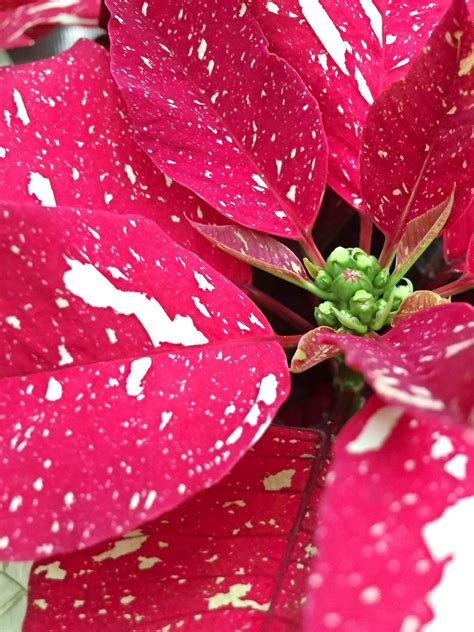 How to Care for Poinsettias Now and After the Holidays - Birds and Blooms