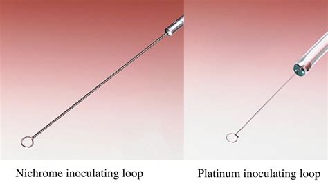 Inoculating Loop: Types and Uses • Microbe Online