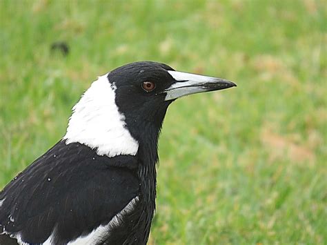 The Travelling Lindfields: Swooping Magpies: Surviving the Mad Magpie ...