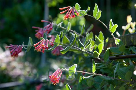 Lonicera sempervirens 'Major Wheeler' (Trumpet Honeysuckle)