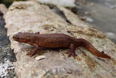 Smooth newt – A guide to Irelands protected habitats & species