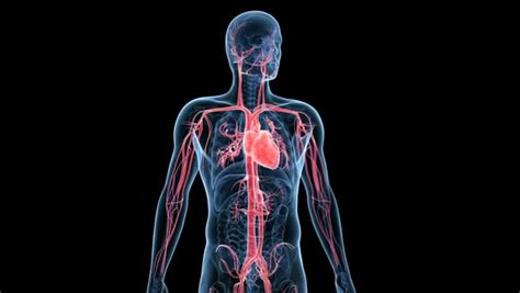 Human circulatory system showing the heart beating, animation. - Stock ...