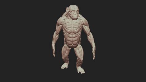 Ape Anatomy - Buy Royalty Free 3D model by SA Anatomy (@saanatomy ...