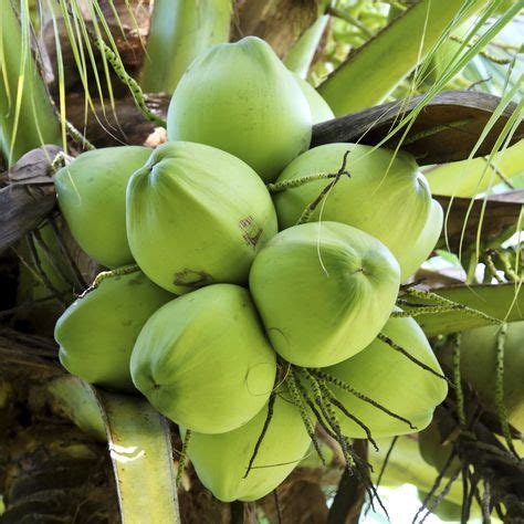 30+ Coconut varieties ideas in 2020 | coconut varieties, coconut, fruit plants