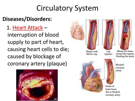 PPT - The Human Body PowerPoint Presentation, free download - ID:2643491