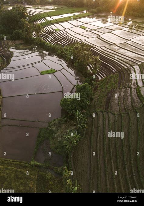 Aerial view of rice fields Stock Photo - Alamy