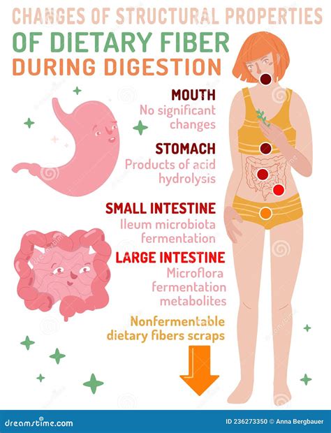 Changes of Structural Properties of Dietary Fiber during Digestion ...