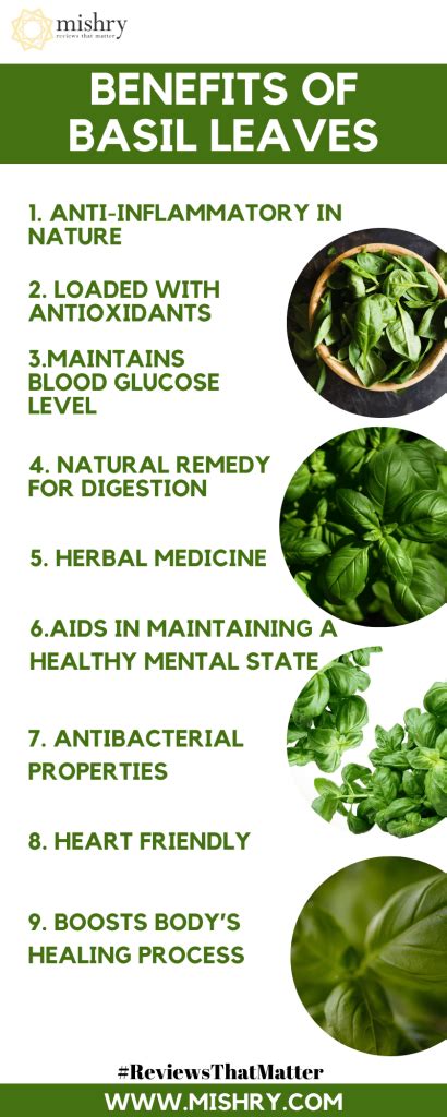 Top 10 Benefits & Uses Of Basil Leaves