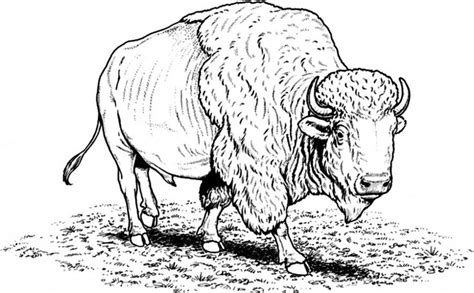 Free Printable Bison Coloring Pages For Kids | Buffalo pictures, Animal ...