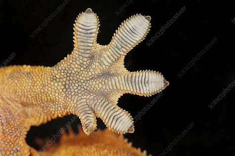 Gecko's foot - Stock Image - Z762/0062 - Science Photo Library