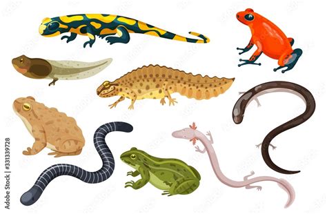 Amphibian vector illustration set. Exotic cartoon tropical amphibia ...