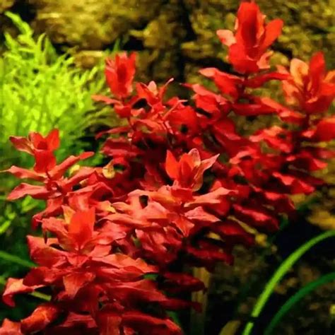 Rotala macrandra 'Butterfly' - Minipura Aqua