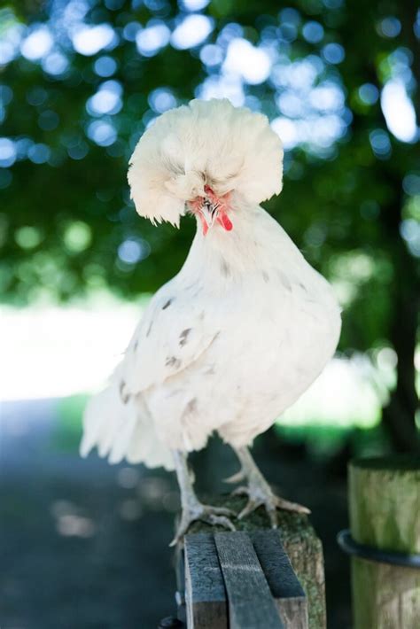 Polish Chicken: All You Need To Know | Chickens And More