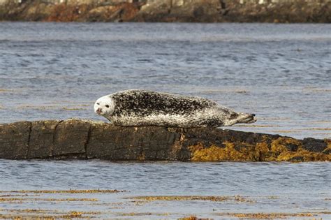 Dermot Breen's Blog: Common Seals and Otter